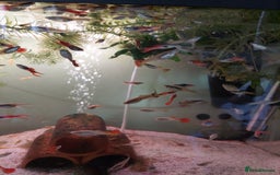 Live Bearers fish for sale: Young assorted guppies for sale - Image 3