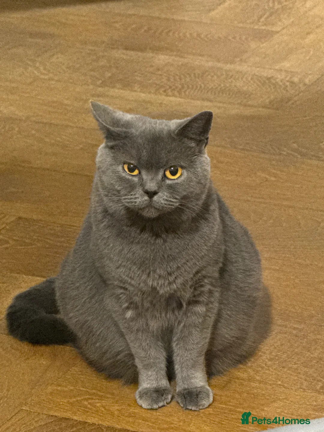 British Shorthair cats for sale: British blue shorthair x British blue long hair  - Advert 1