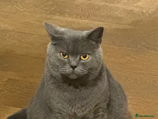 British Shorthair cats British blue shorthair x British blue long hair - Advert 13