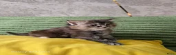 Maine Coon cats for sale: Stunning Maine Coon Kittens - Advert 9