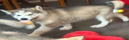 Alaskan Malamute dogs for sale: Female pure Alaskan Malamutes  - Advert 3