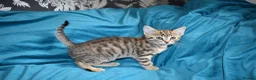 Mixed Breed cats for sale: 6 Gorgeous kittens for sale - Advert 24