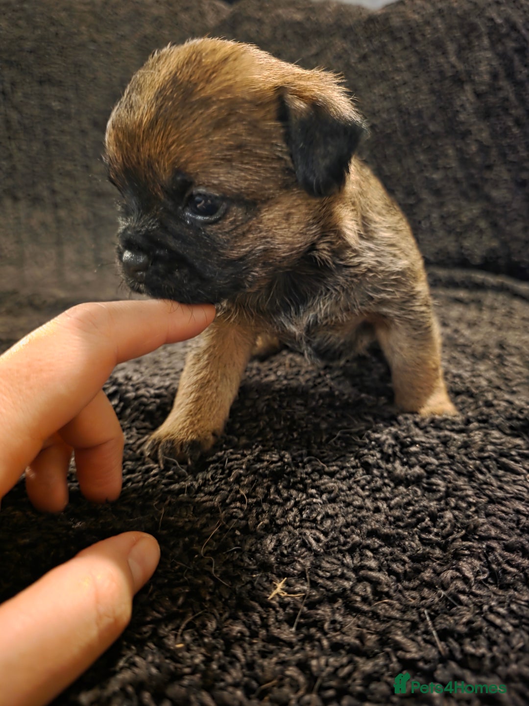 Border Terrier dogs for sale: Border Terrier Puppies - Advert 4