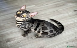 Bengal cats for sale: 🌟Pedigree bengal kittens🌟 - Image 11
