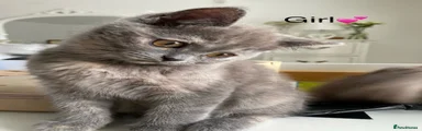 British Shorthair 2