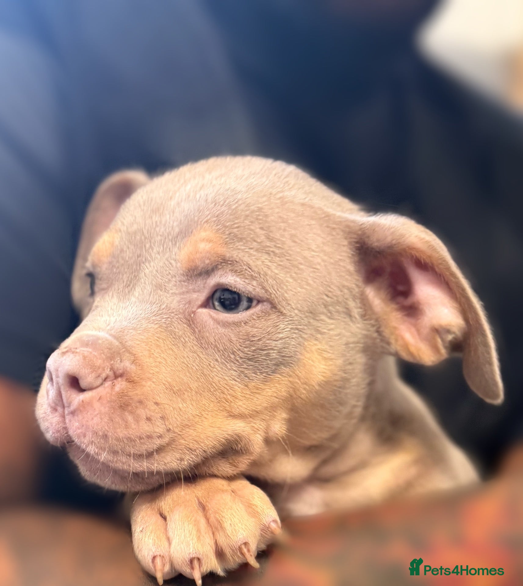 American Bulldog dogs 4 stunning pocket American bullies - Advert 1
