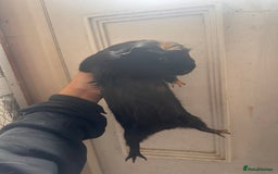 Guinea Pig rodents for sale: Piggys  - Image 2