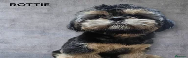 Shih Tzu Puppy 4
