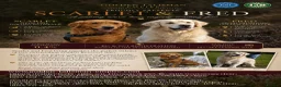 Golden Retriever dogs for sale: 🏆KC FCI DAD Titled Champion Health Certificated - Advert 2
