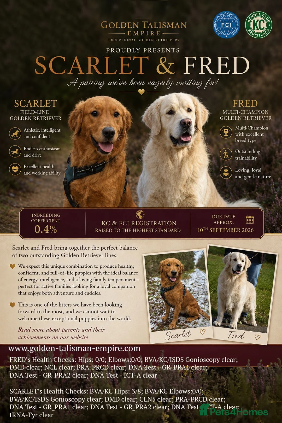 Golden Retriever dogs for sale: 🏆KC FCI DAD Titled Champion Health Certificated - Advert 2