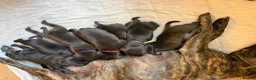 Staffordshire Bull Terrier dogs for sale: 10 Gorgeous Brindle Pups  - Advert 5