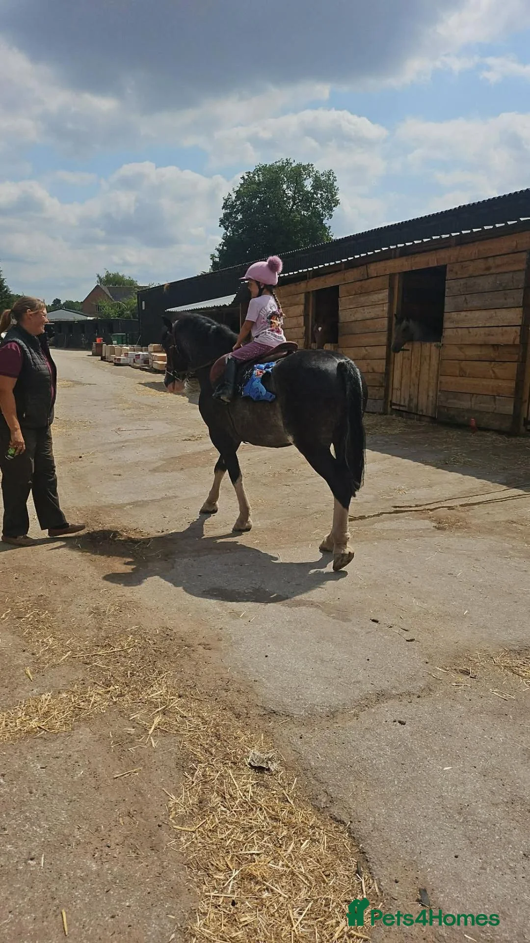 Other Breed horses for sale: 14.1hh, 8-year-old Cob in Scunthorpe - Advert 2