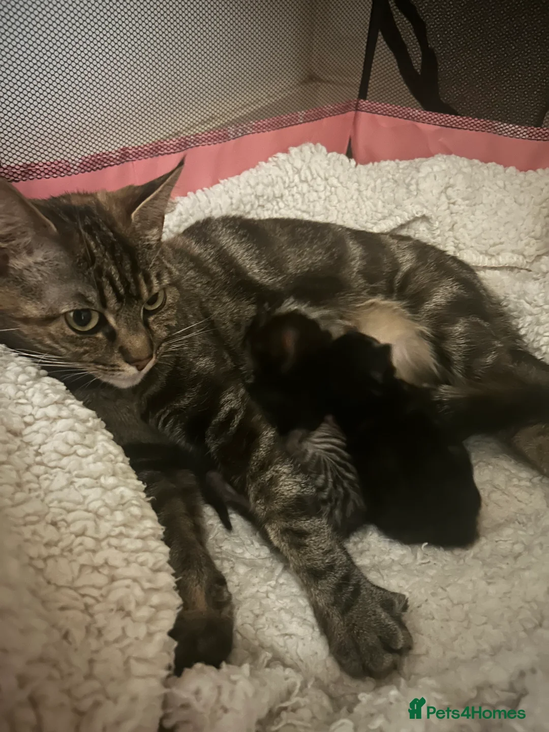 Mixed Breed cats for sale: Mix breed tabby cat - Advert 1