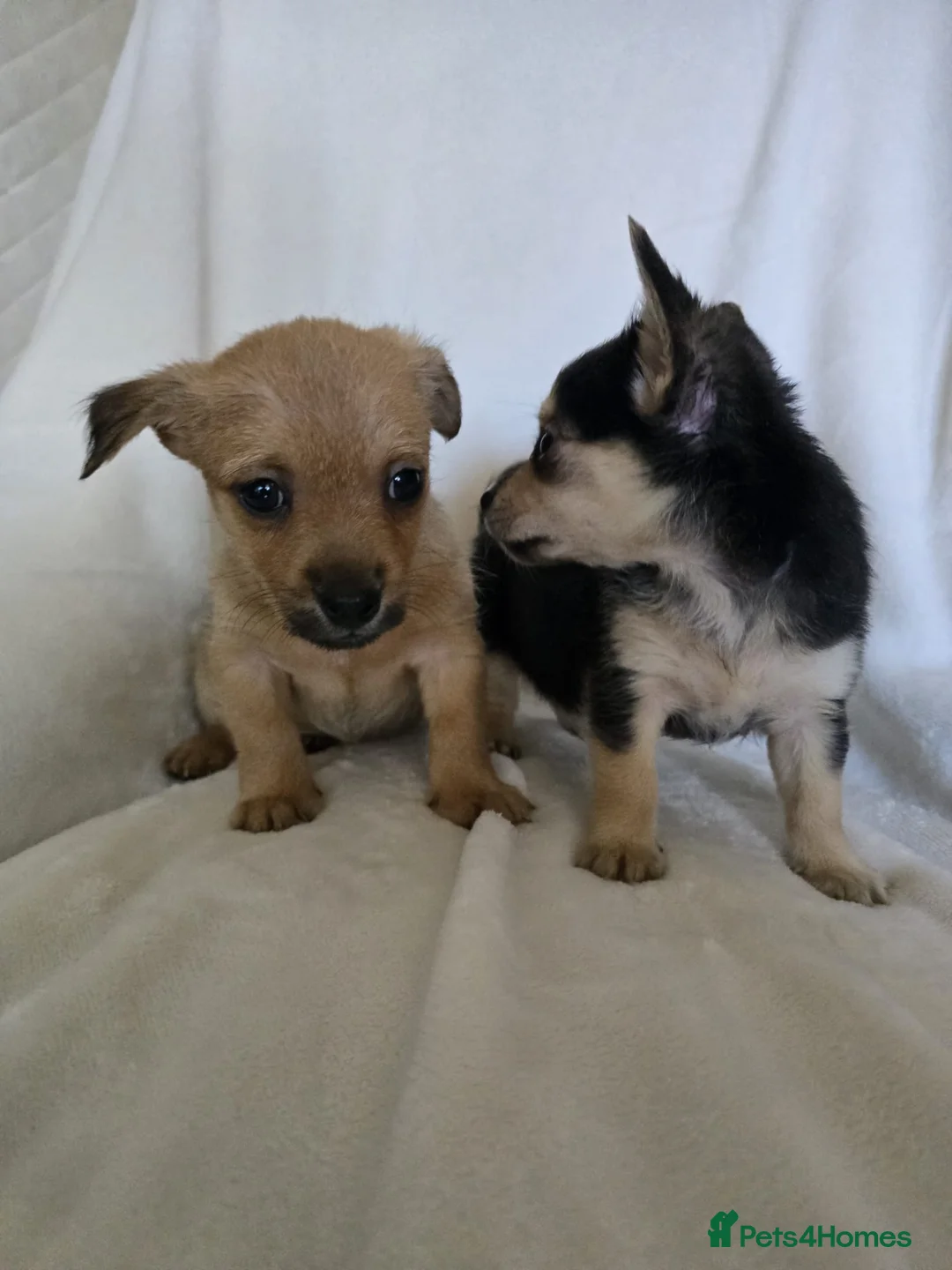 Chihuahua dogs for sale: Chihuahua puppies  - Advert 5