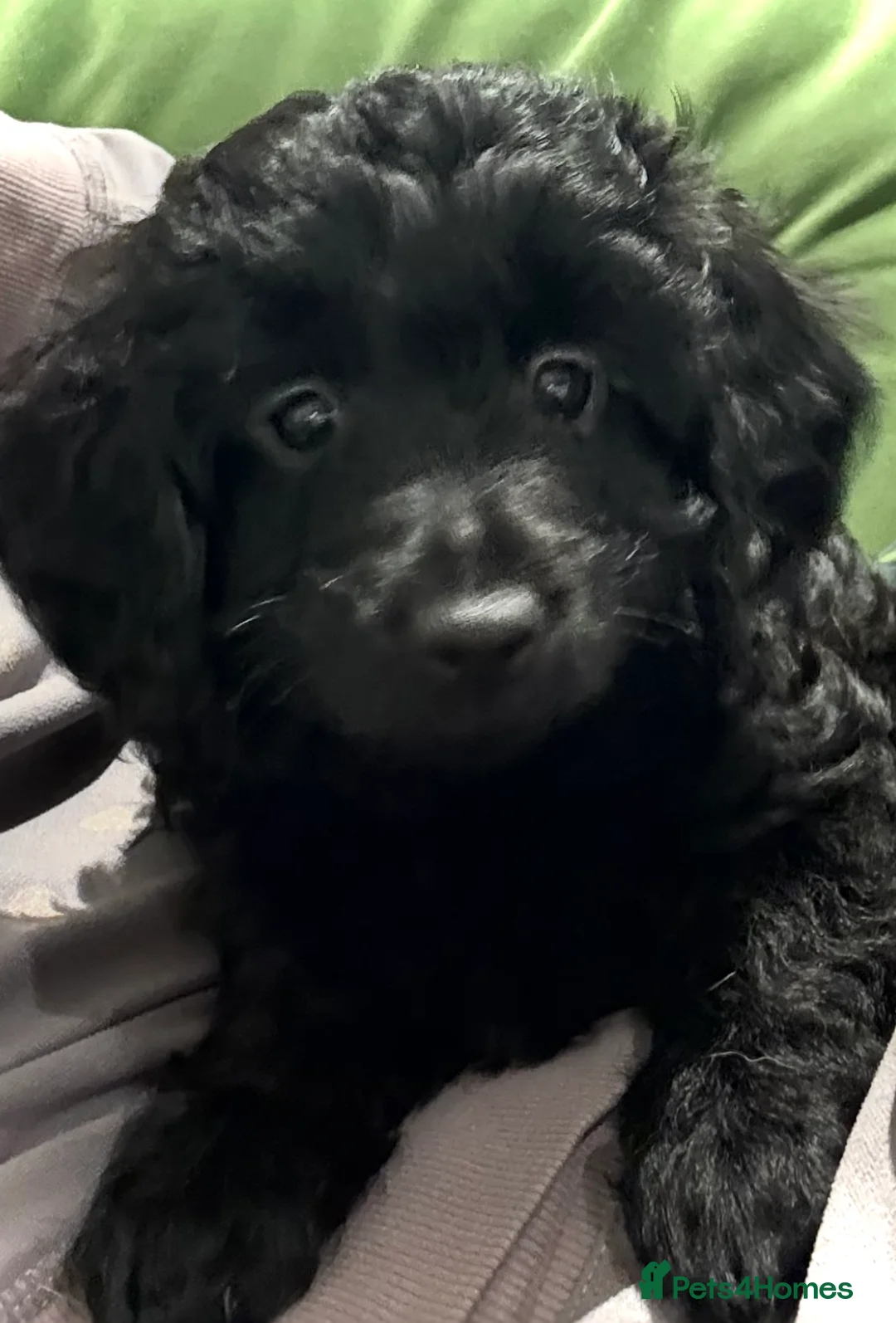Cavapoo dogs for sale: Beautiful F1B Cavapoo girl  - Advert 2