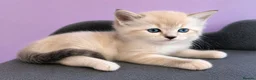 Ragdoll cats for sale: Registered ragdoll kittens by grand champion in Scunthorpe - Advert 7