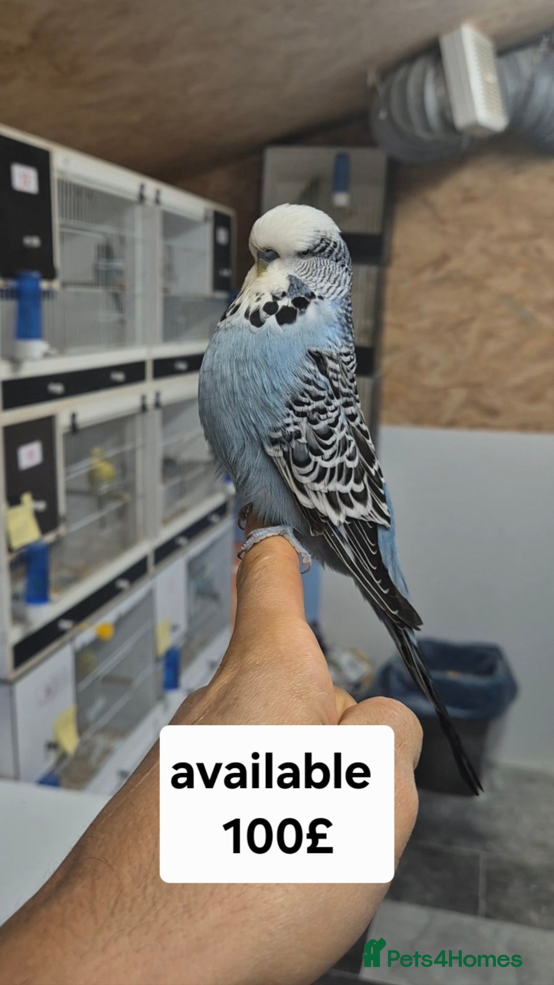 Budgerigars birds for sale: Budgies Birds by pre-order, exclusive birds - Advert 4