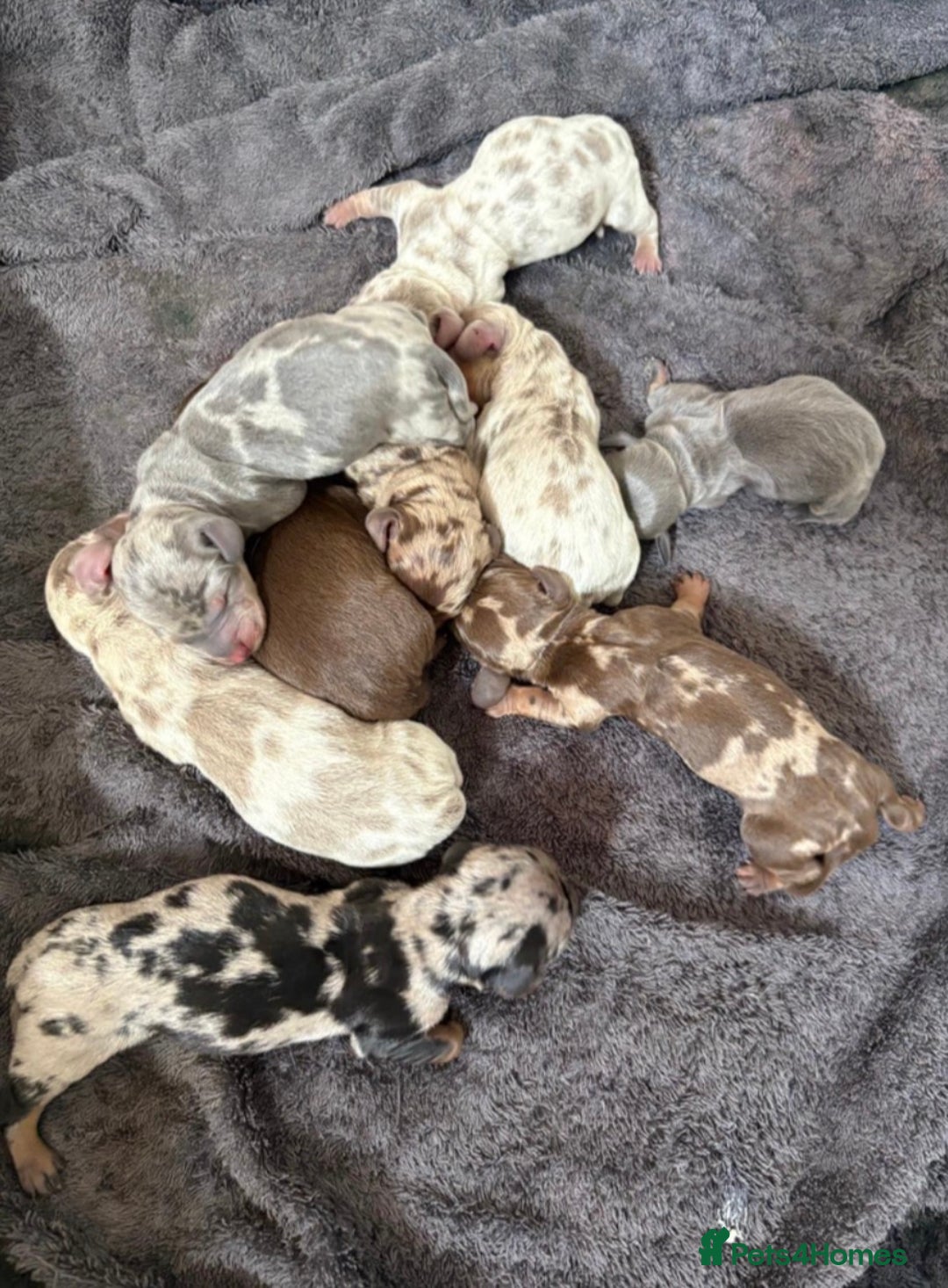 Miniature Dachshund dogs for stud: Squirty Bertie Stud Dog  - Advert 7