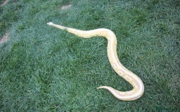 Python Snake reptiles for sale: Lovely male banana pewter royal python  - Image 4