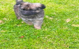 German Shepherd dogs for sale: German shepherd puppies for sale  - Image 7