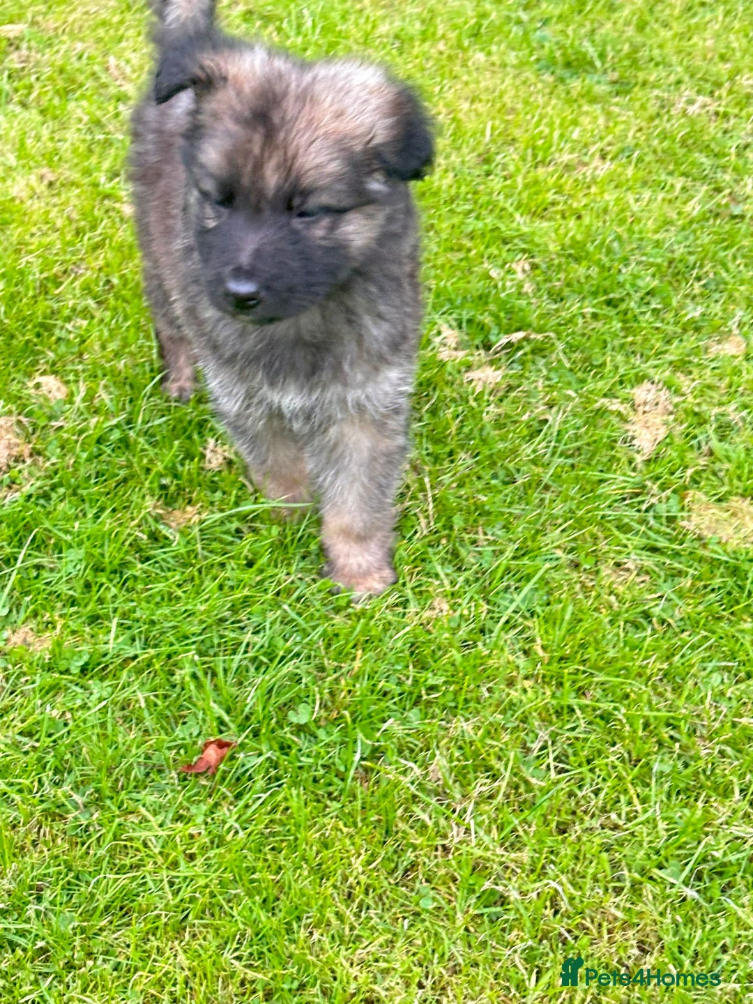 German Shepherd dogs for sale: German shepherd puppies for sale  - Image 7