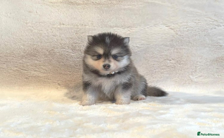 Pomsky dogs - Advert 3