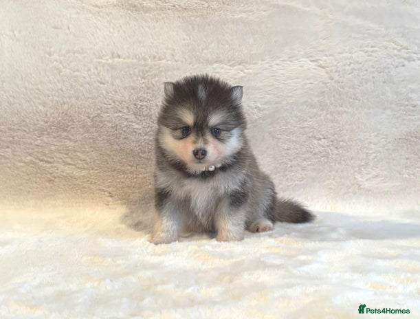 Pomsky dogs - Advert 1