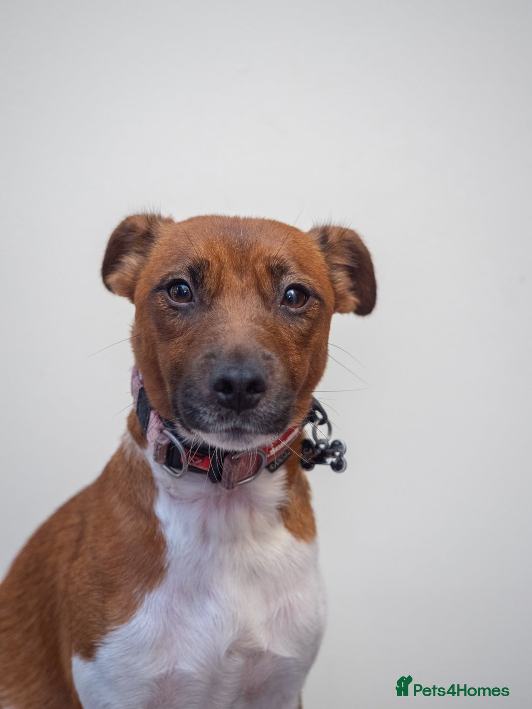 Plummer Terrier dogs for sale: Lovely Plummer Pupps - Advert 2