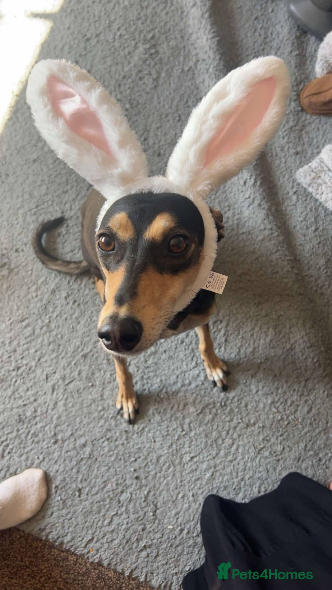 Mixed Breed dogs for sale: Stunning saluki greyhound puppies.  - Advert 29