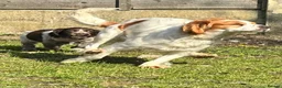 Cockalier dogs for sale: Cockalier adult female  - Advert 15