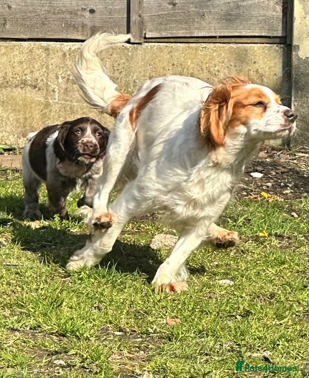 Cockalier dogs for sale: Cockalier adult female  - Advert 15