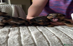 Jackapoo dogs for sale: 🐶🐾 F1 Minature Jackapoos 🐶🐾 - Image 13