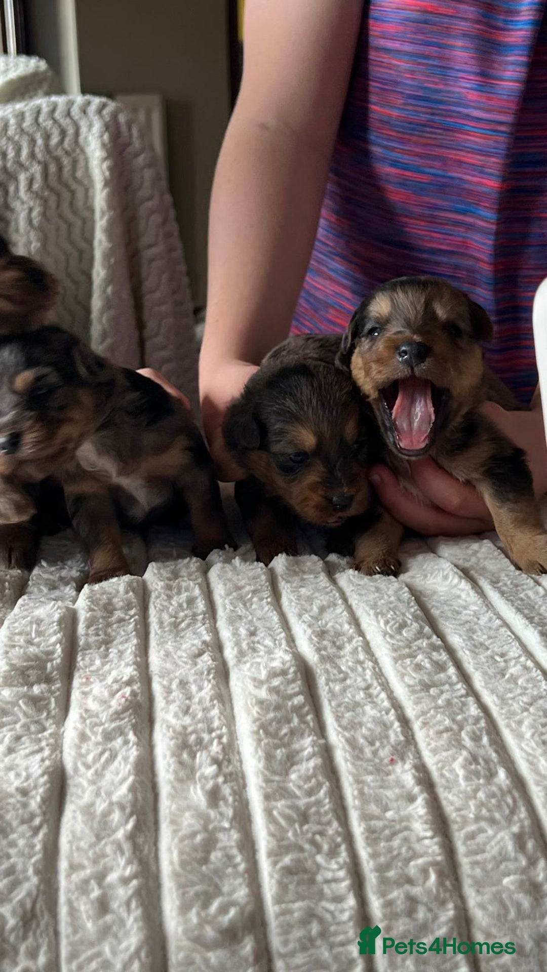 Jackapoo dogs for sale: 🐶🐾 F1 Minature Jackapoos 🐶🐾 - Image 13