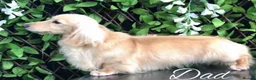 Miniature Dachshund dogs for sale: Stunning Cream Miniature Dachshund Girls  - Advert 11