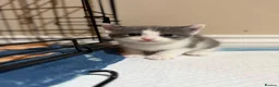 Mixed Breed cats for sale: 3 babies left! - Advert 7