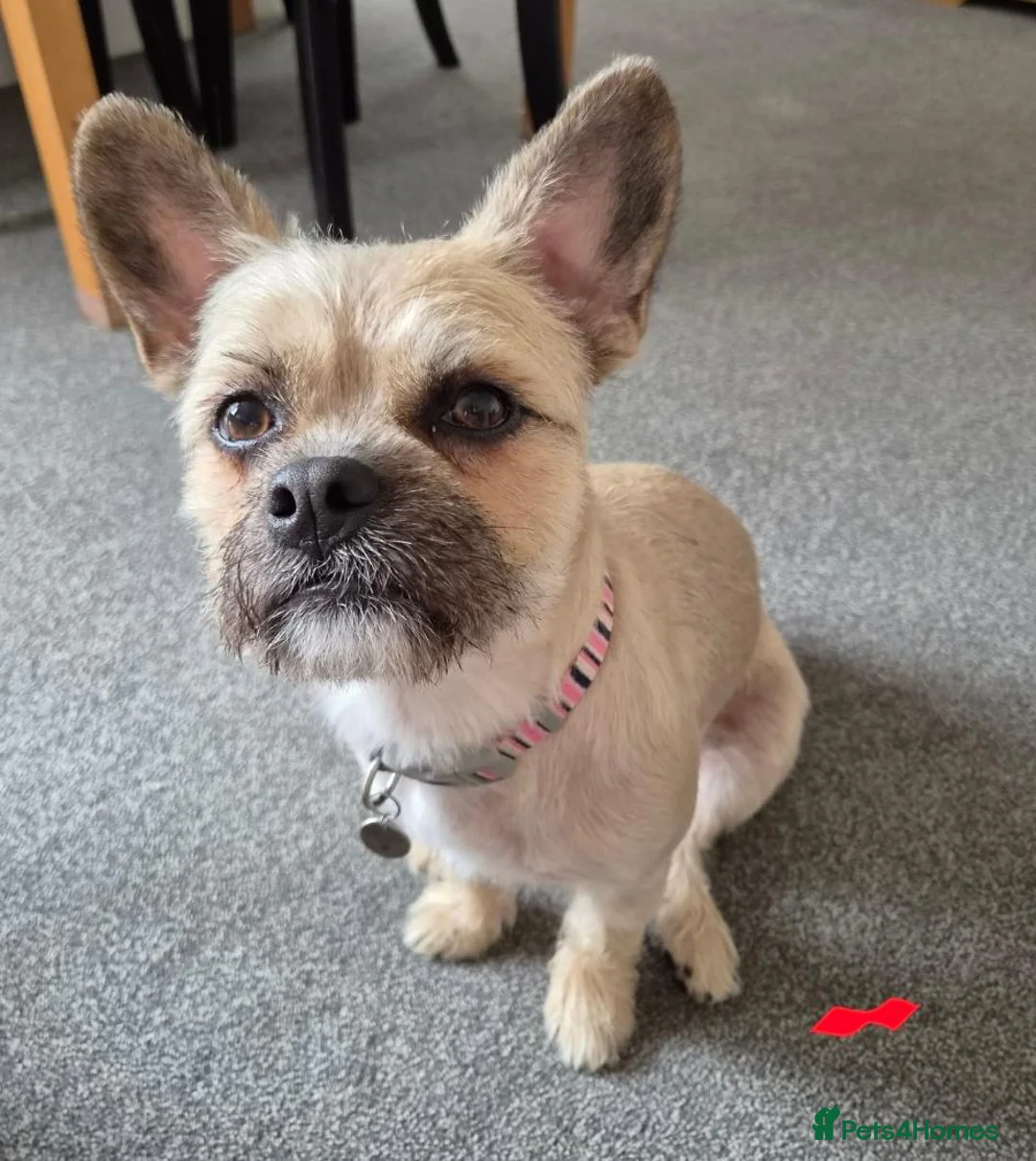 Mixed Breed dogs for sale: Frenchie x Terrier Girl 17 months old in Hull - Advert 8