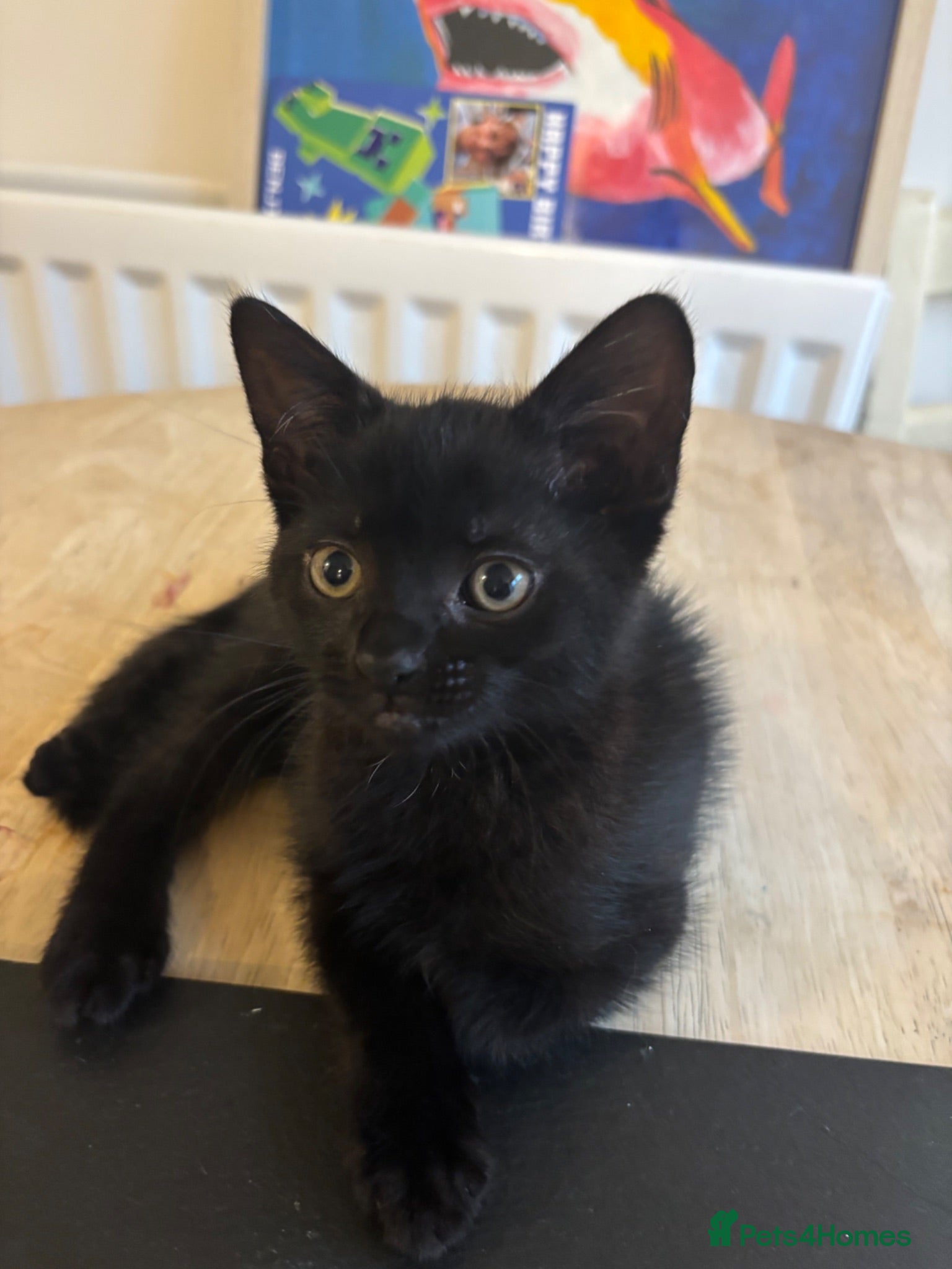 Mixed Breed cats Gorgeous male kitten ready this weekend  - Advert 4