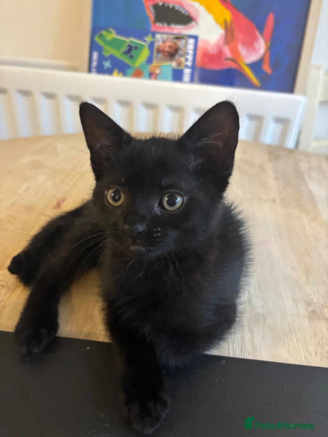 Mixed Breed cats for sale: Gorgeous male kitten ready this weekend  - Advert 2