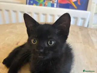Mixed Breed cats Gorgeous male kitten ready this weekend - Advert 4