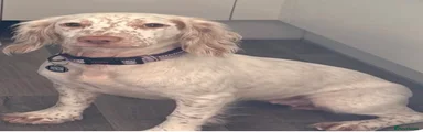 Cocker Spaniel 1