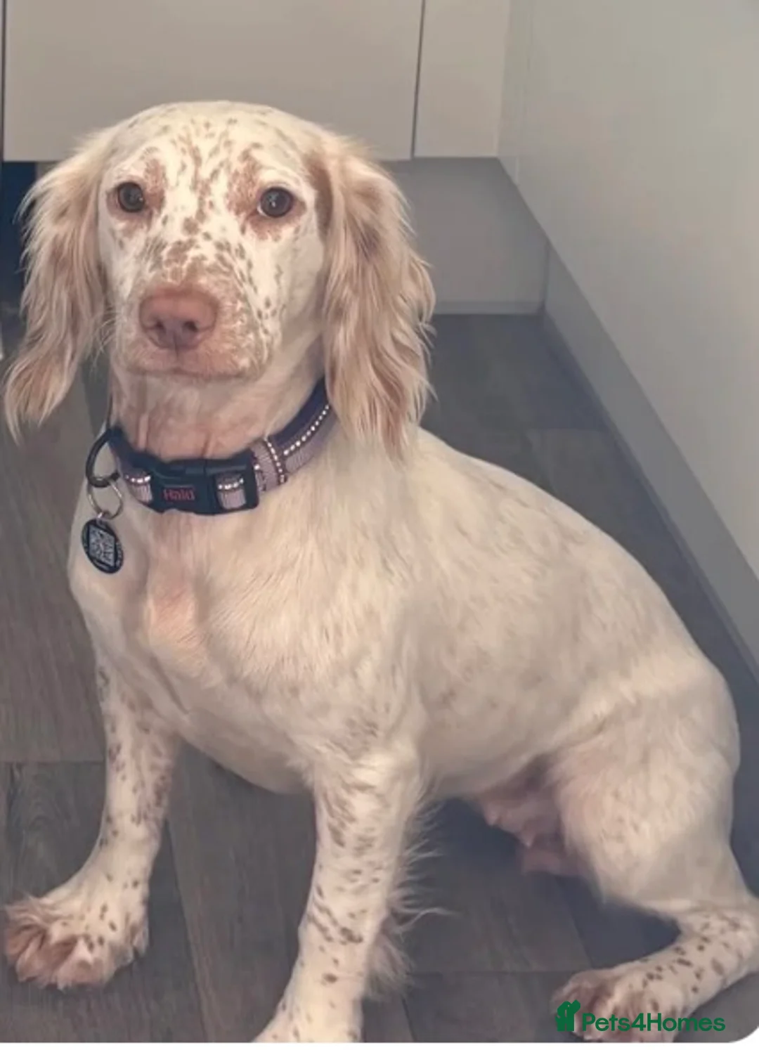 Cocker Spaniel dogs for sale: Loving cocker spaniel girl - Advert 2