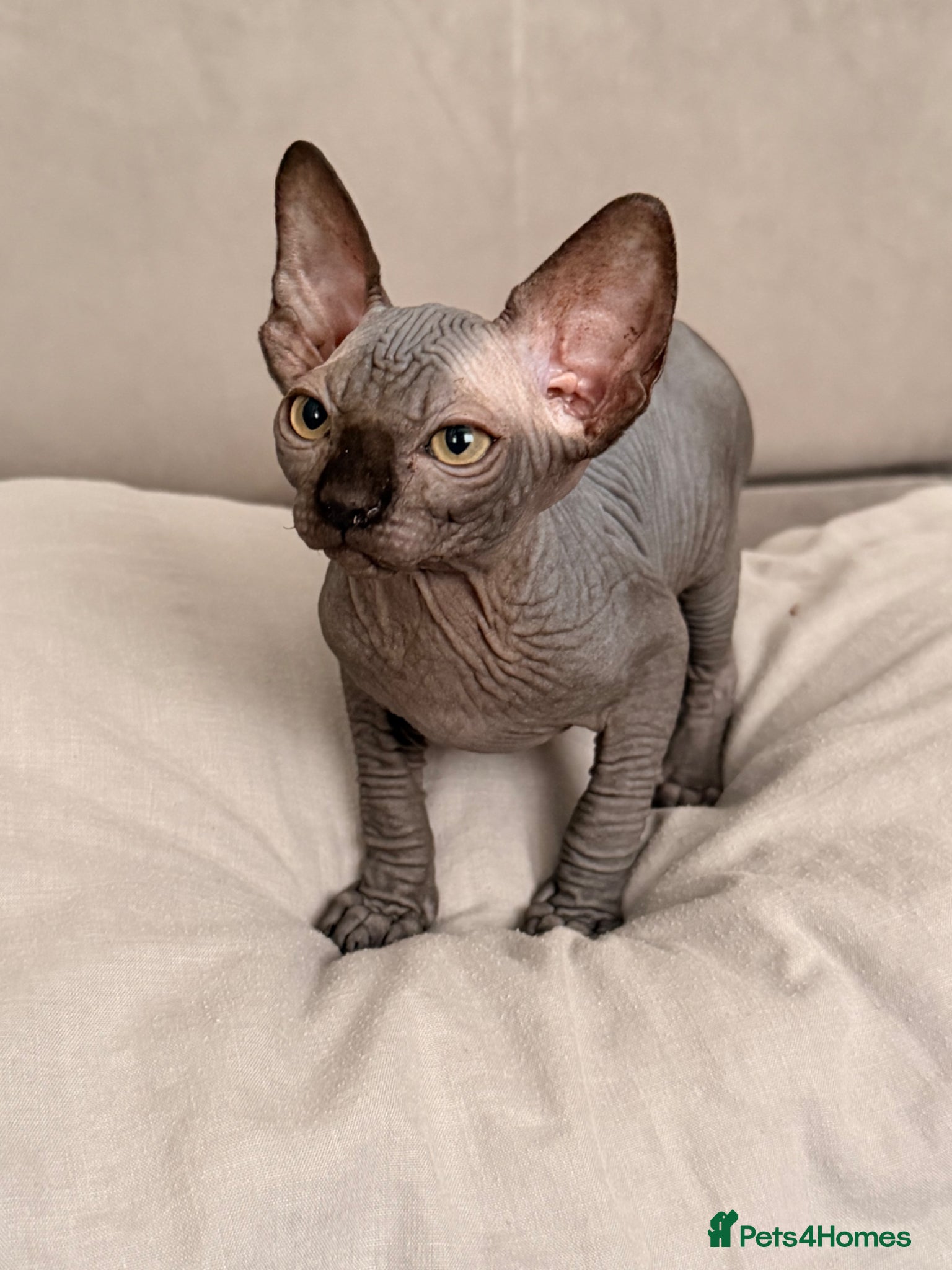 Sphynx cats Female and Male!🌺🫶 Ready NOW!! - Advert 15