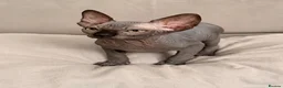 Sphynx cats for sale: !🌺🫶 Ready NOW!! - Advert 6