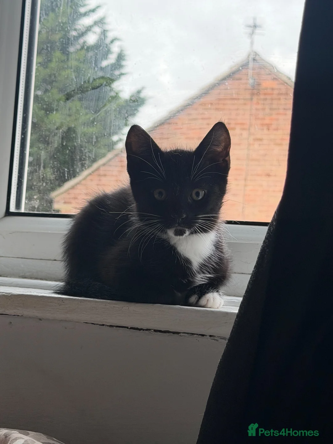 Mixed Breed cats for sale: 16 week old kittens x2  in Wakefield - Advert 6