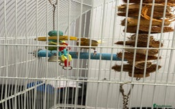 Finches birds for sale: Male Goldfinch for Sale – £100 (includes cage) - Advert 3