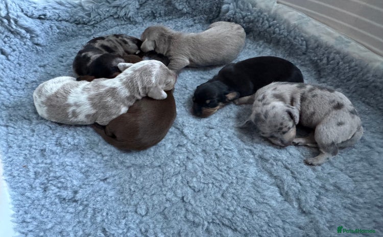 Miniature Dachshund dogs - Advert 6