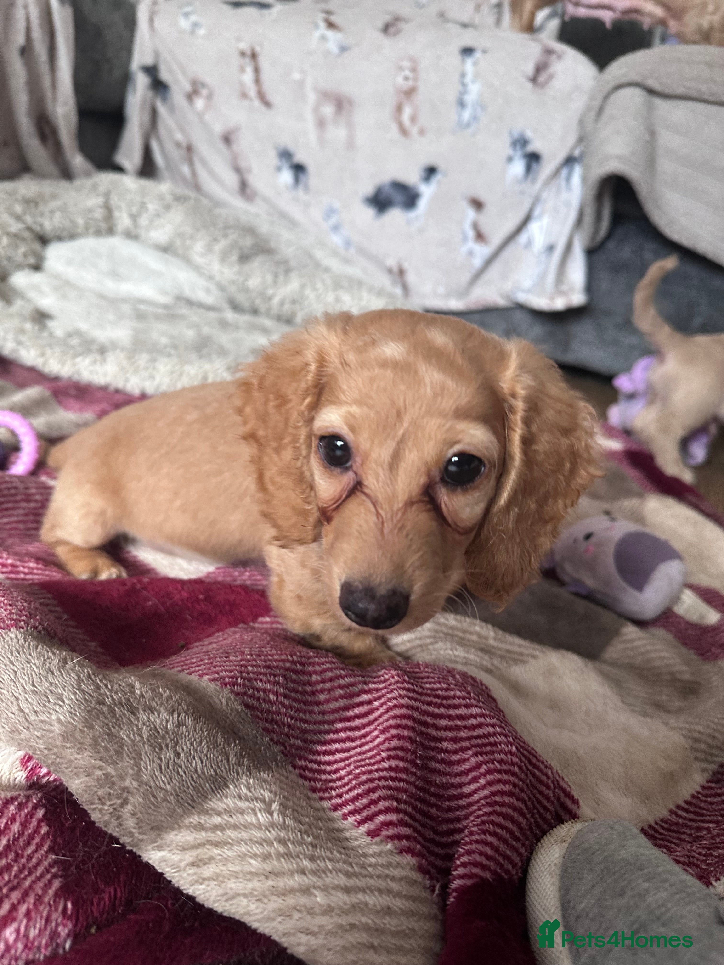 Miniature Dachshund dogs for sale: Miniature long haired dachshunds  - Advert 6