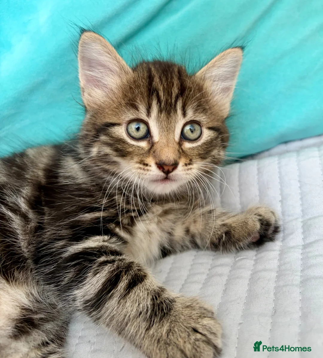 Mixed Breed cats for sale: Playful Bundles Of Fluff - Advert 2