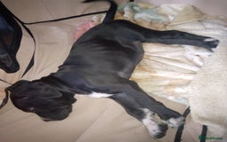 Cane Corso dogs for sale: Cane Corso female puppy - Image 2