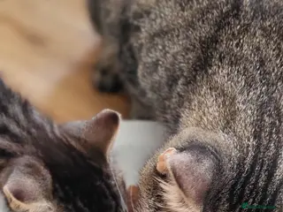 British Shorthair cats Beautiful playful mixed kittens - Advert 3